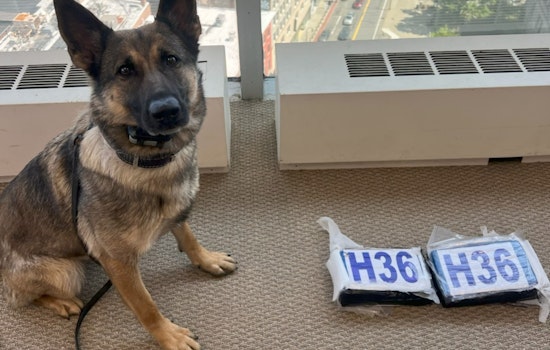 Sniffing Out Trouble: Auburn K-9 Helps Feds Crack Worcester Drug Ring
