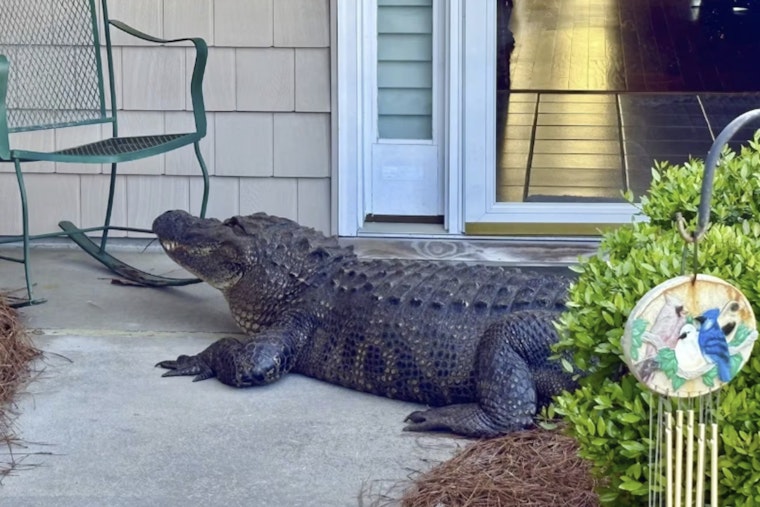Southport Porch Panic as 12-Foot Gator Stares Through Storm Door