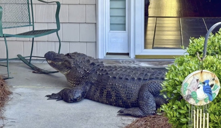 Southport Porch Panic as 12-Foot Gator Stares Through Storm Door