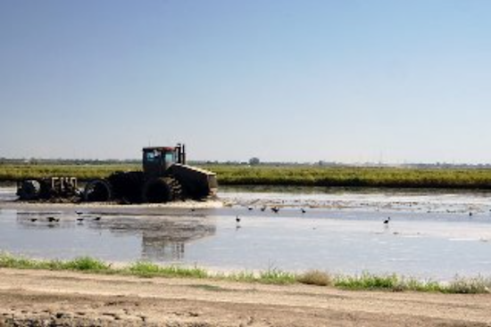 Spring Drought Slams Maryland, USDA Tags Nine Counties as Disaster Zones