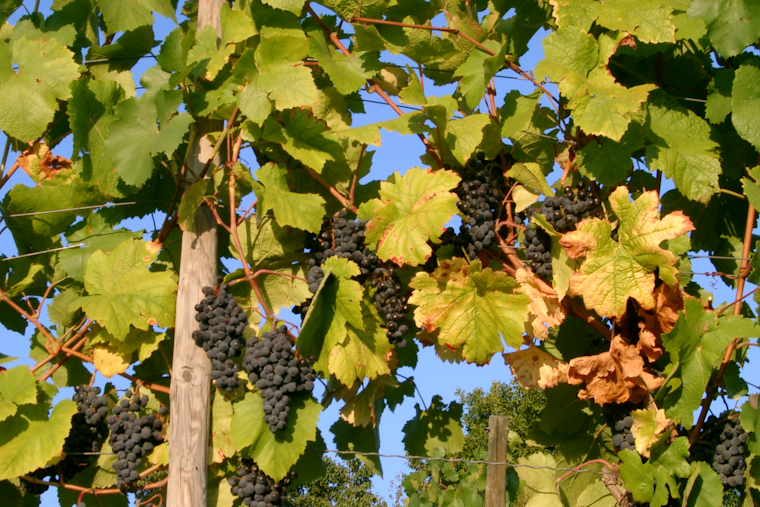 Spring Frost Massacre Guts Virginia and Maryland Wine Country