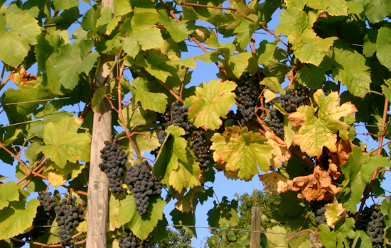 Spring Frost Massacre Guts Virginia and Maryland Wine Country