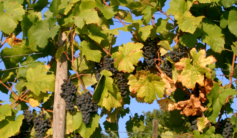 Spring Frost Massacre Guts Virginia and Maryland Wine Country
