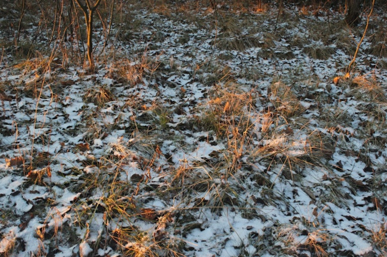 Spring Smackdown: Philly Braces For Overnight Freeze And Weekday Chill