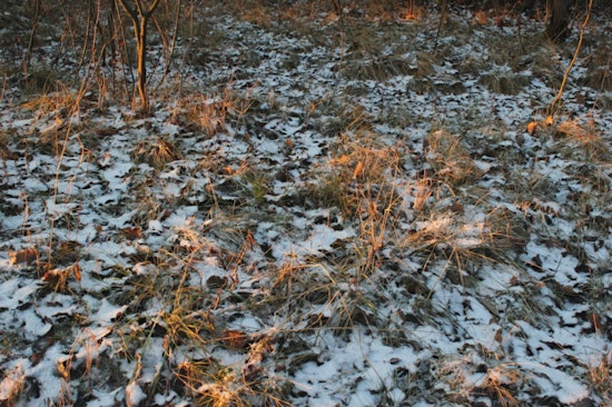 Spring Smackdown: Philly Braces For Overnight Freeze And Weekday Chill
