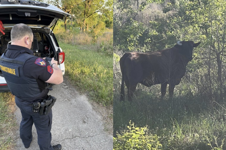 Spring Steer Standoff As Precinct 4 Deputies Track Loose Bull On Cypresswood