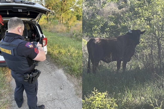 Spring Steer Standoff As Precinct 4 Deputies Track Loose Bull On Cypresswood