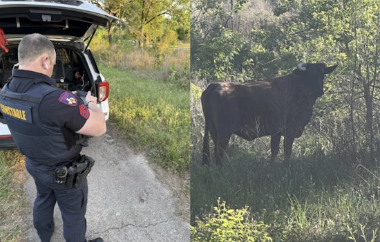 Spring Steer Standoff As Precinct 4 Deputies Track Loose Bull On Cypresswood