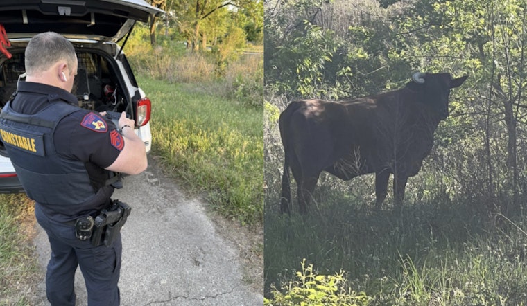 Spring Steer Standoff As Precinct 4 Deputies Track Loose Bull On Cypresswood