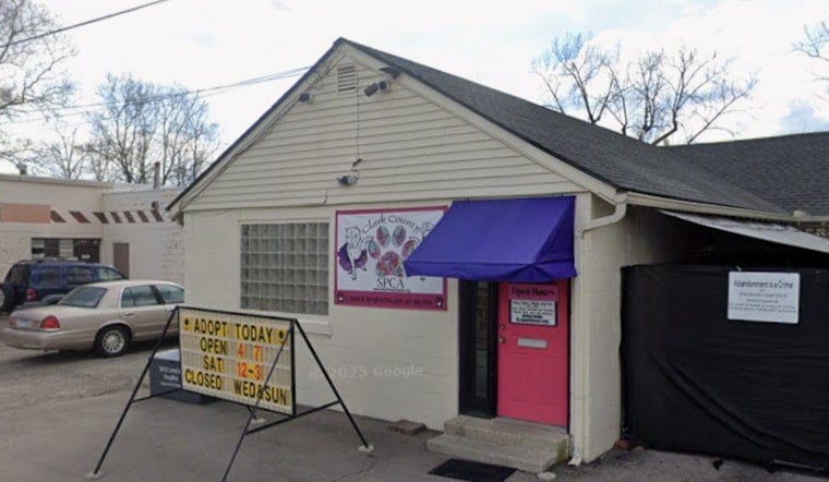 Springfield Shelter On The Hunt For Driver Who Ditched Box Of Puppies