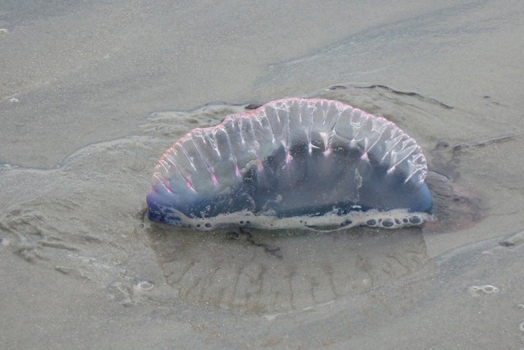 St. Johns Beaches On Sting Alert As Purple Flags Line The Sand