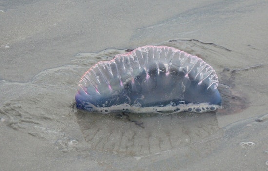 St. Johns Beaches On Sting Alert As Purple Flags Line The Sand
