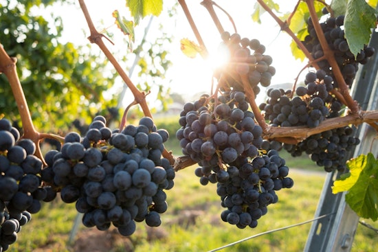 St. Louis Wine Country On Edge As Dicamba Sprays Set To Return