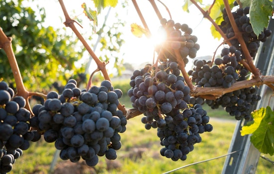 St. Louis Wine Country On Edge As Dicamba Sprays Set To Return