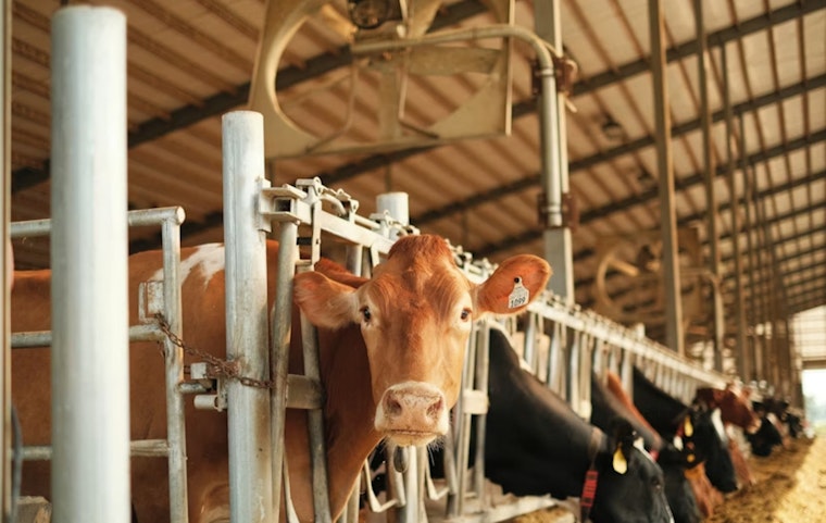 St. Paul Lawmakers Pass Bipartisan Dairy Aid Bill