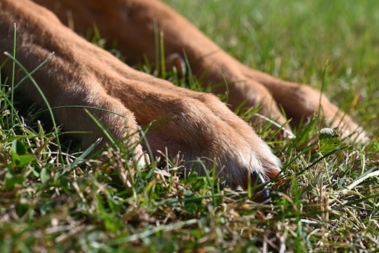 Staffordshire Mixes Maul Family Dog in Fridley, Cops Hunt Owners