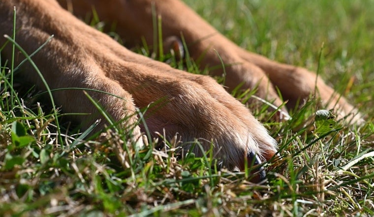 Staffordshire Mixes Maul Family Dog in Fridley, Cops Hunt Owners