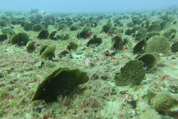 Stealth Seaweed Invasion Creeps Across Kauai’s South Shore