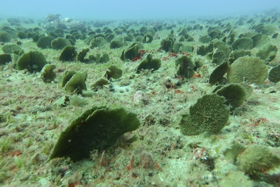 Stealth Seaweed Invasion Creeps Across Kauai’s South Shore
