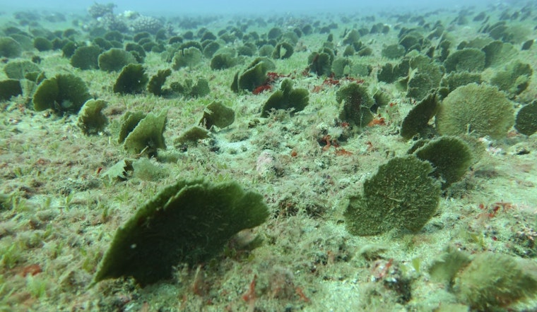 Stealth Seaweed Invasion Creeps Across Kauai’s South Shore
