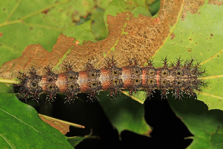 Stinging Caterpillar Invasion Bites Into New Orleans Festival Season