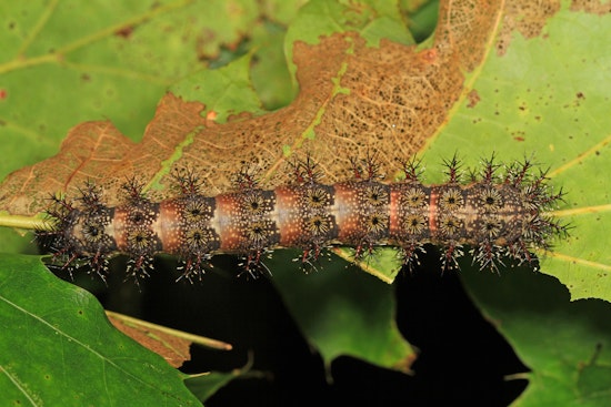 Stinging Caterpillar Invasion Bites Into New Orleans Festival Season