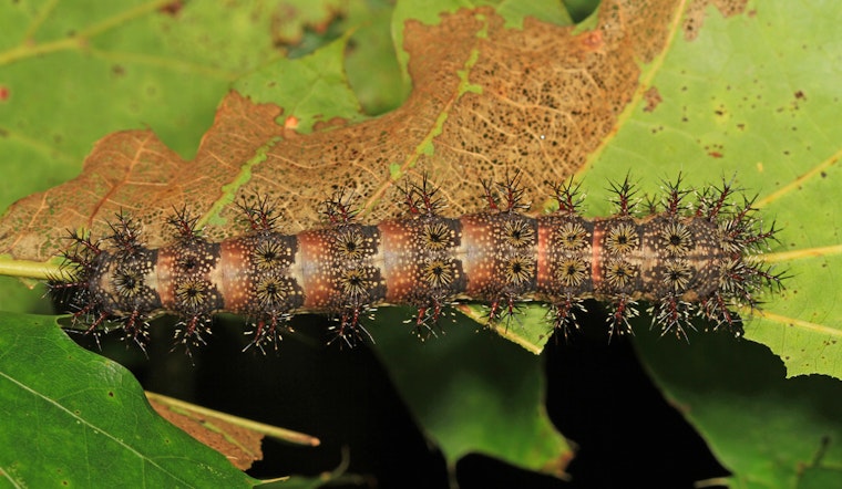 Stinging Caterpillar Invasion Bites Into New Orleans Festival Season