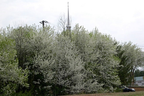 Stinky Spring Showdown: Illinois Puts Bradford Pears On 2028 Chopping Block