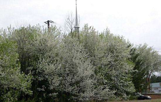 Stinky Spring Showdown: Illinois Puts Bradford Pears On 2028 Chopping Block