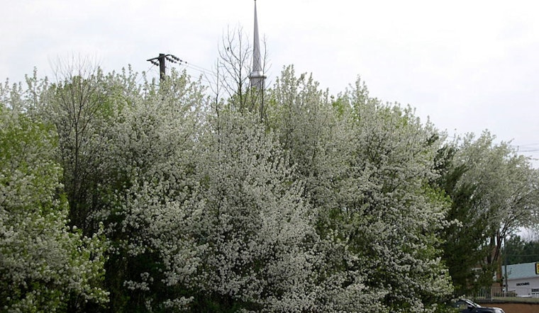 Stinky Spring Showdown: Illinois Puts Bradford Pears On 2028 Chopping Block
