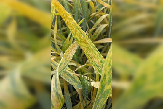 Stripe Rust Rips Through Northwest Wheat Country as Farmers Brace For Costly Season