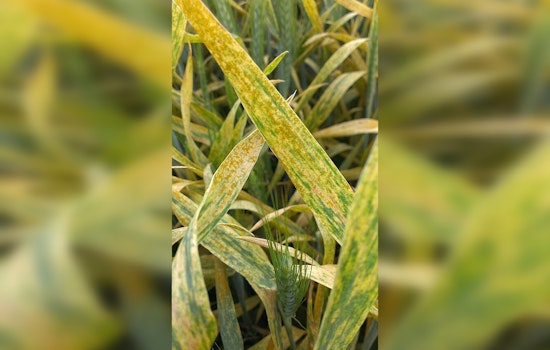 Stripe Rust Rips Through Northwest Wheat Country as Farmers Brace For Costly Season