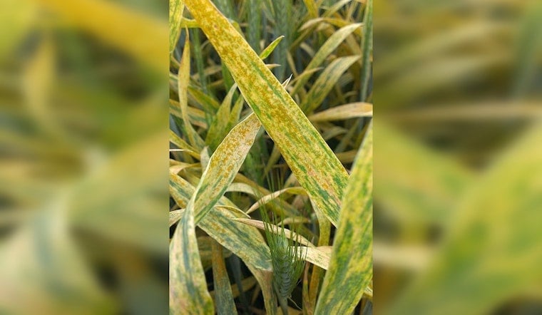 Stripe Rust Rips Through Northwest Wheat Country as Farmers Brace For Costly Season