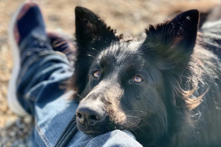 Tainted Puppy Formula Puts San Francisco Dog Lovers On Alert