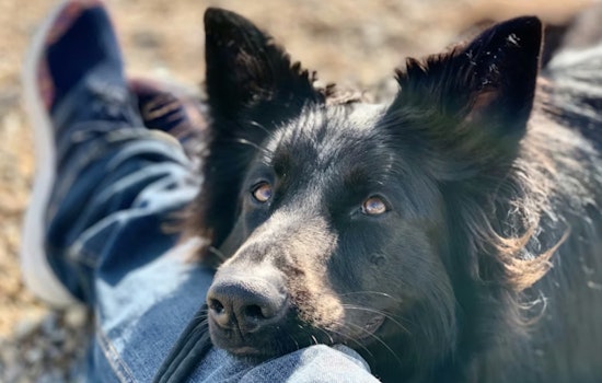Tainted Puppy Formula Puts San Francisco Dog Lovers On Alert