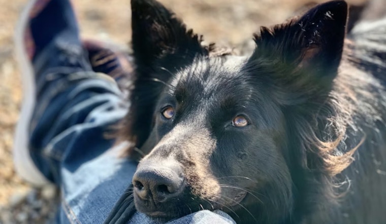 Tainted Puppy Formula Puts San Francisco Dog Lovers On Alert