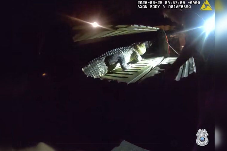 Tampa Cops Answer Intruder Call, Find Gator on Late-Night Swim