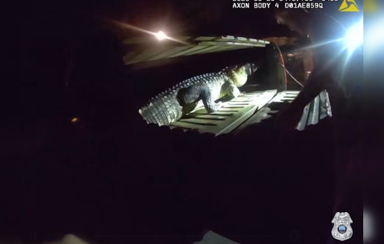 Tampa Cops Answer Intruder Call, Find Gator on Late-Night Swim