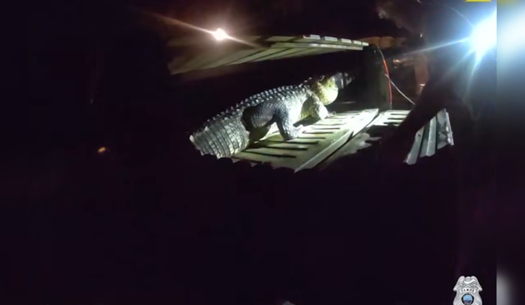 Tampa Cops Answer Intruder Call, Find Gator on Late-Night Swim
