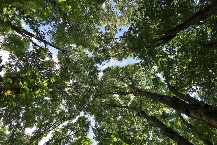 Tampa’s Shady Streets Stripped Bare As 2024 Storms Gut Tree Canopy