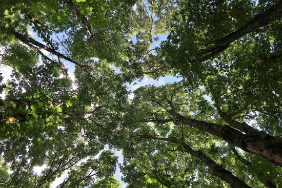 Tampa’s Shady Streets Stripped Bare As 2024 Storms Gut Tree Canopy