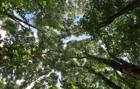 Tampa’s Shady Streets Stripped Bare As 2024 Storms Gut Tree Canopy