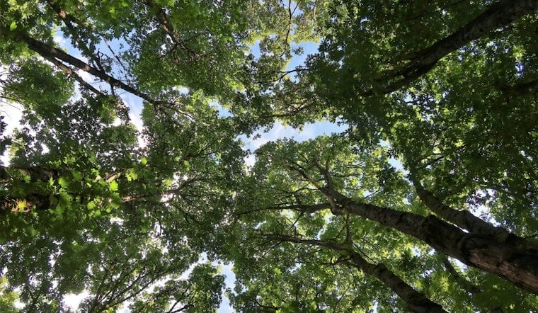 Tampa’s Shady Streets Stripped Bare As 2024 Storms Gut Tree Canopy