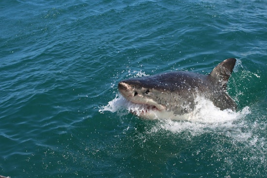 Ten-Foot Shark Brings Huntington Beach Surf Contest To A Screeching Halt