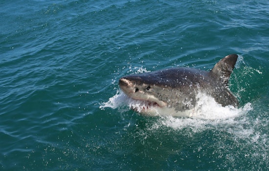 Ten-Foot Shark Brings Huntington Beach Surf Contest To A Screeching Halt