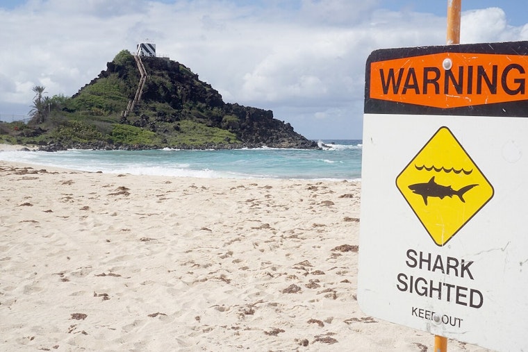 Ten-Foot Shark Sighting Sparks Alert At Electric Beach