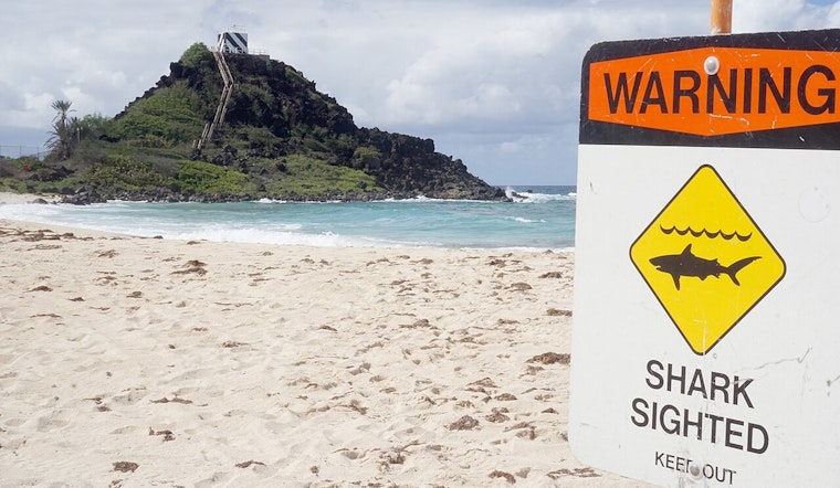 Ten-Foot Shark Sighting Sparks Alert At Electric Beach