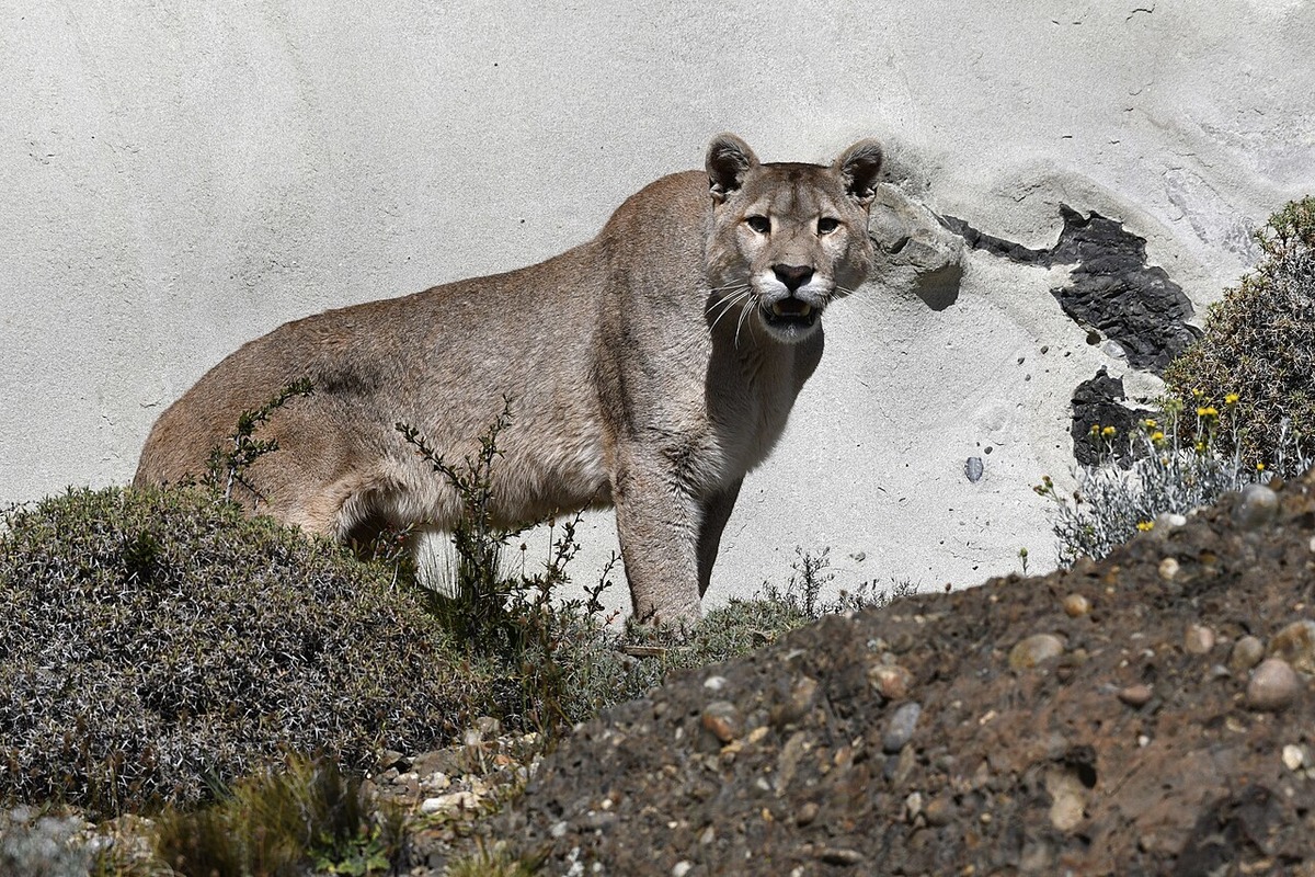 Thousand Oaks Landowner Shoots GPS-Collared Lion After Sheep Kill
