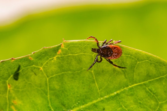Ticks and Skeeters Creep Across NYC, Raising Fears of a Summer of Bites
