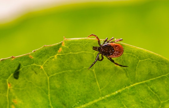 Ticks and Skeeters Creep Across NYC, Raising Fears of a Summer of Bites
